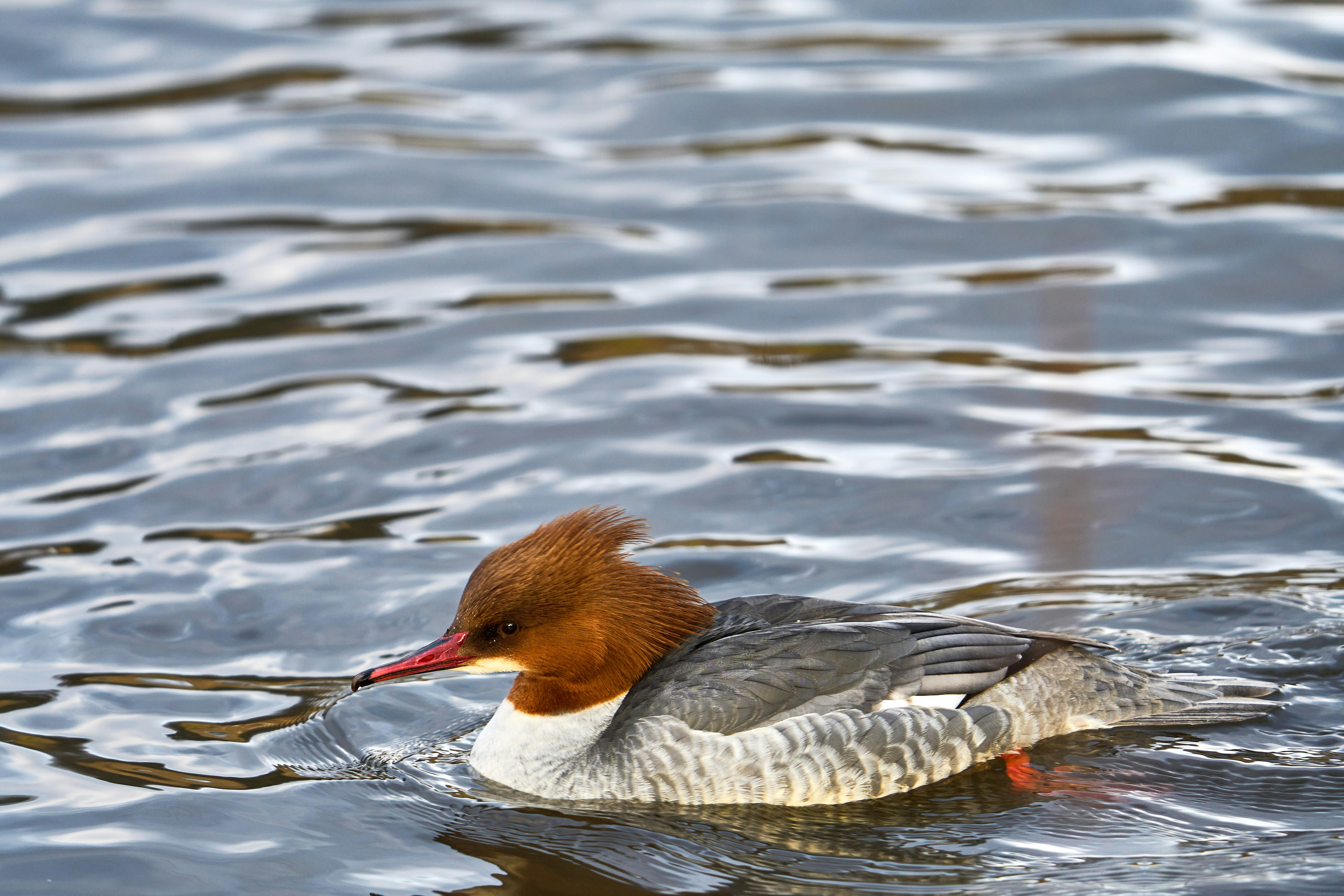 Photo by wolfgang_hasselmann