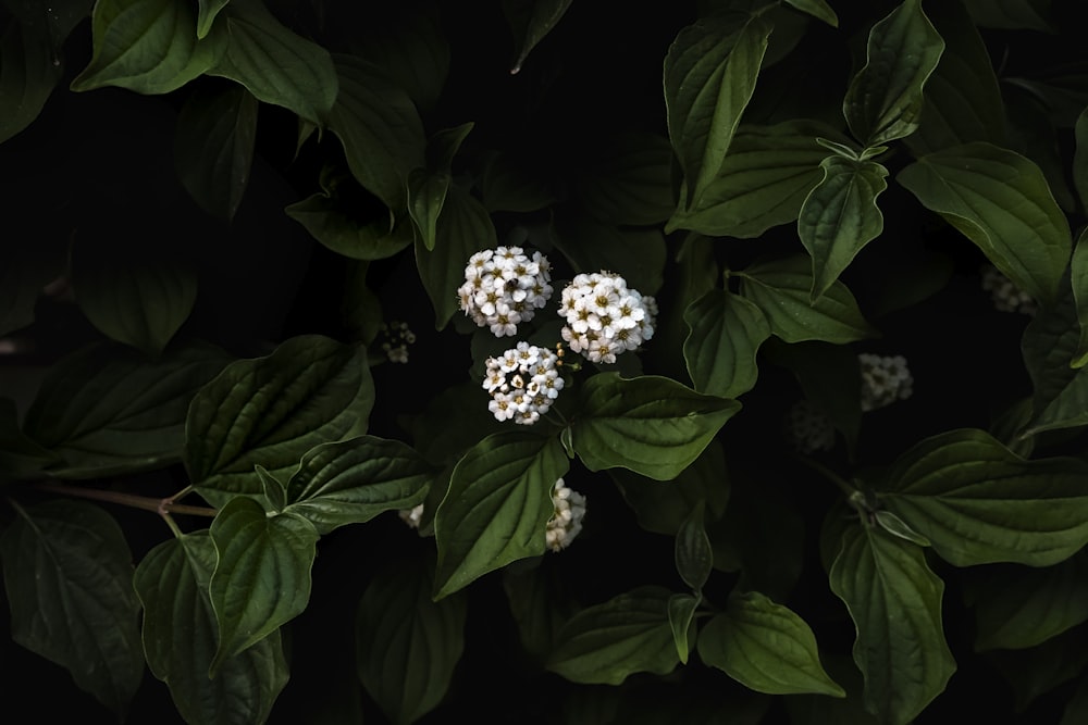 a group of white flowers sitting on top of green leaves