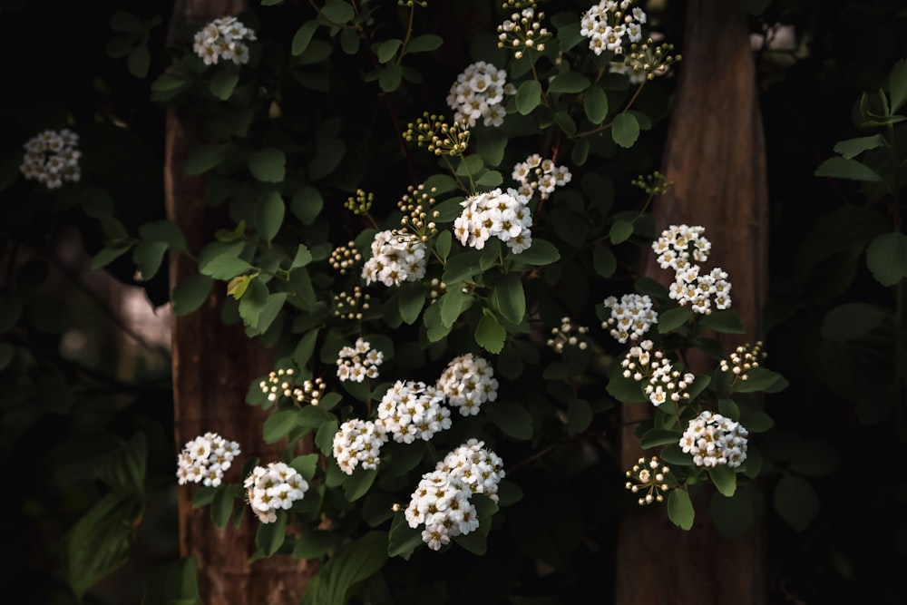 a bunch of white flowers growing on a tree
