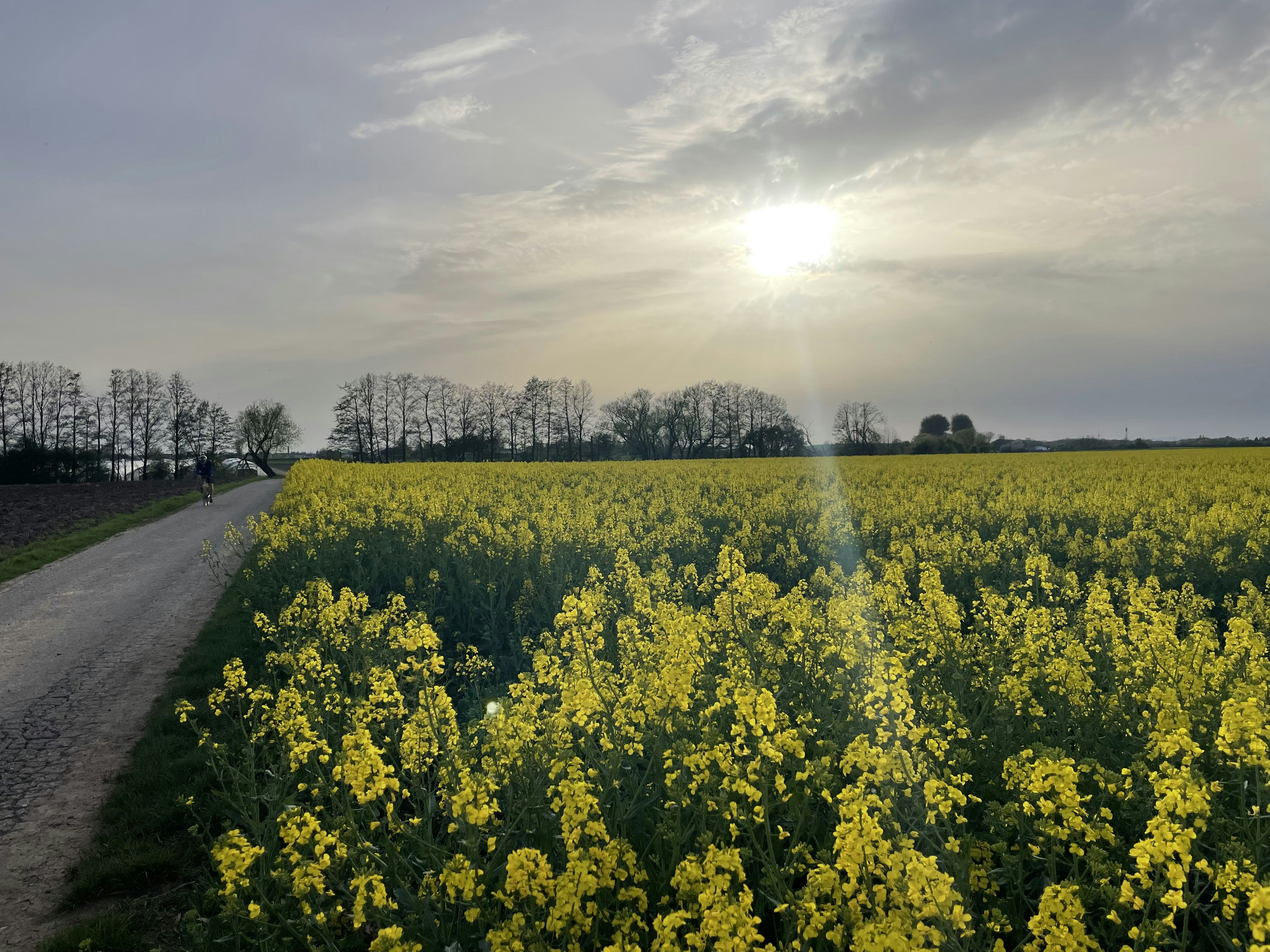 the sun is shining over a field of yellow flowers