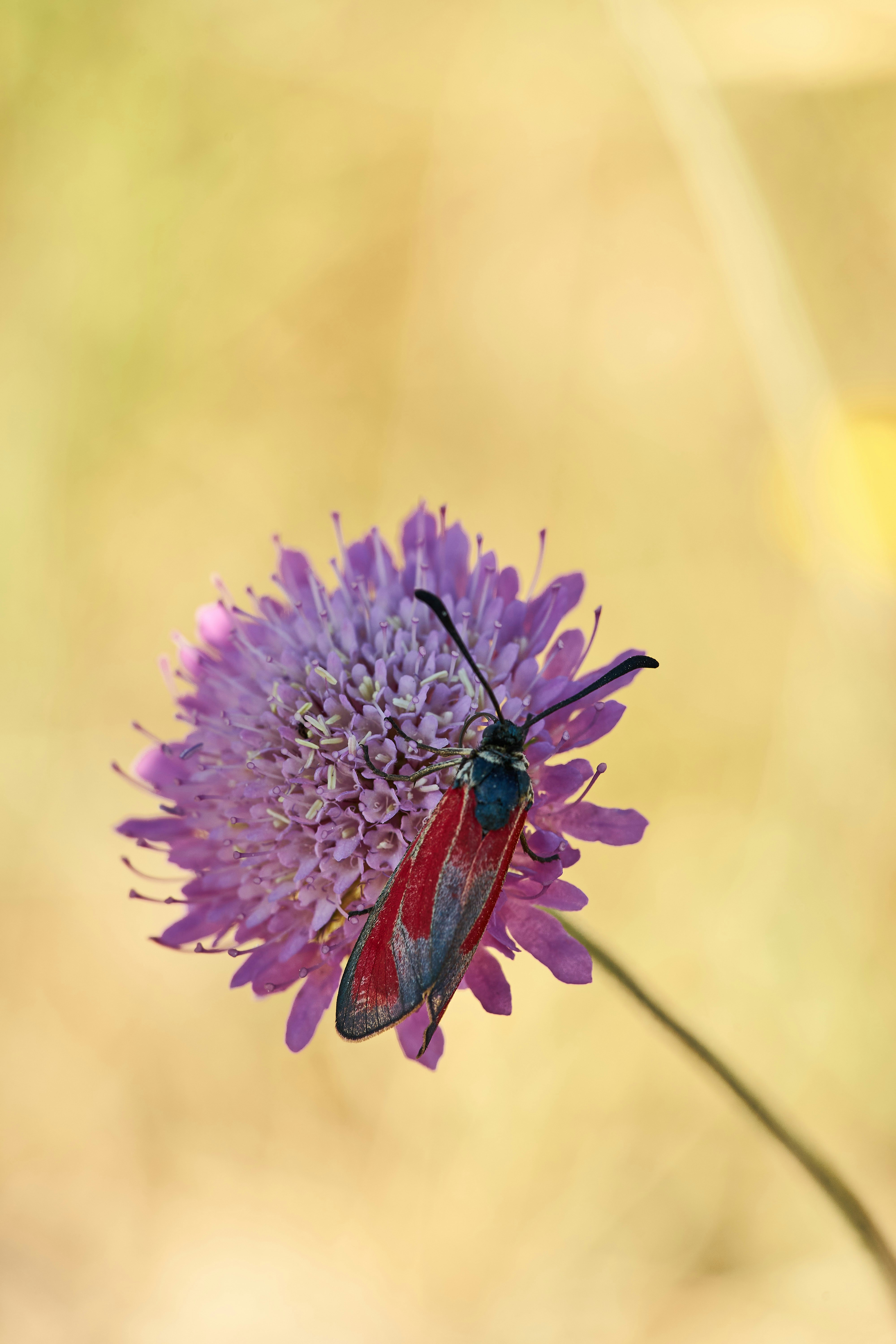 Photo by wolfgang_hasselmann