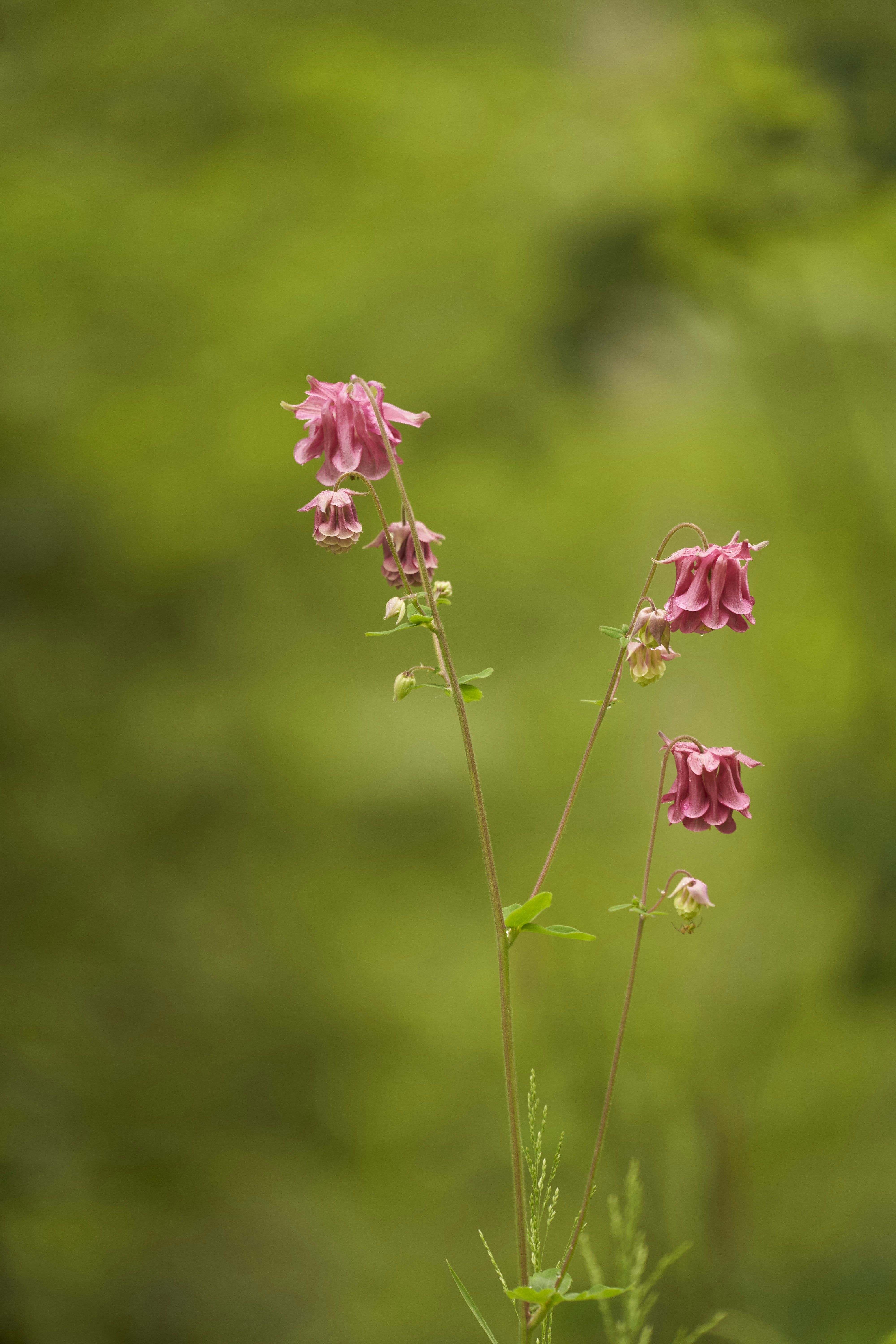 Photo by wolfgang_hasselmann