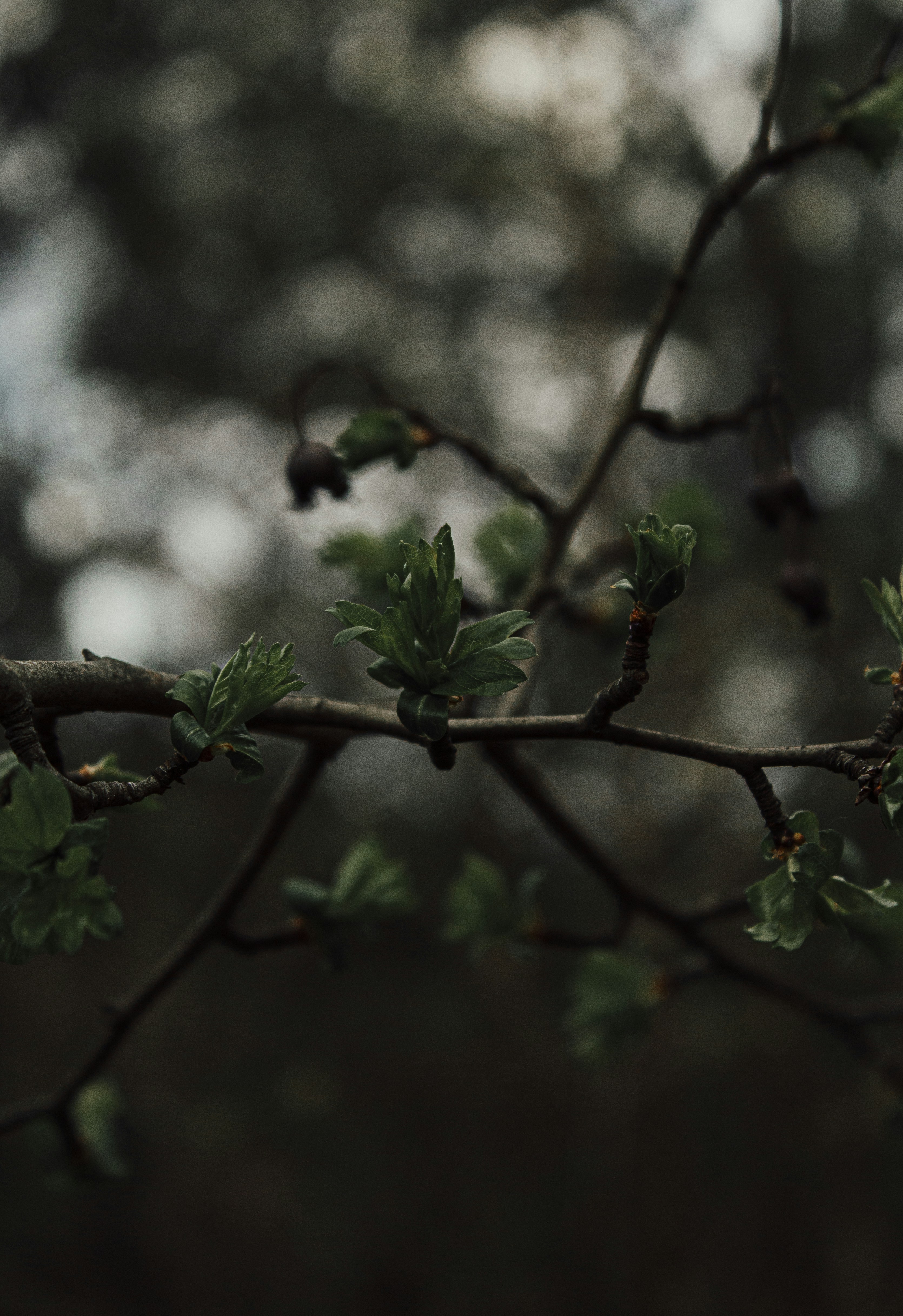 Photo by octavianiordache