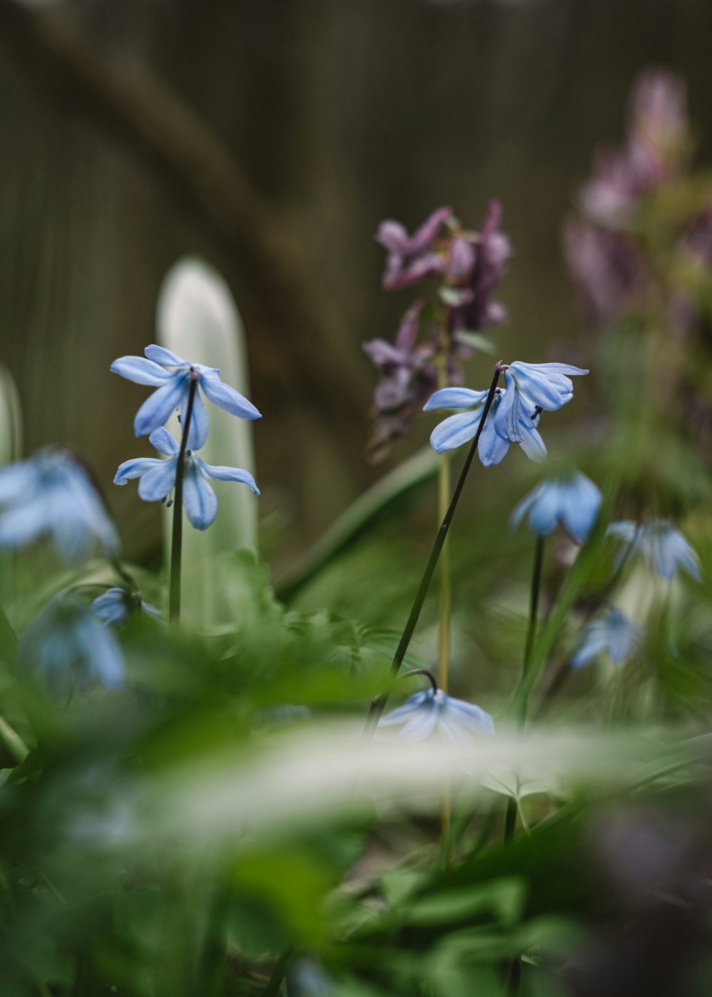 a group of blue flowers in a garden