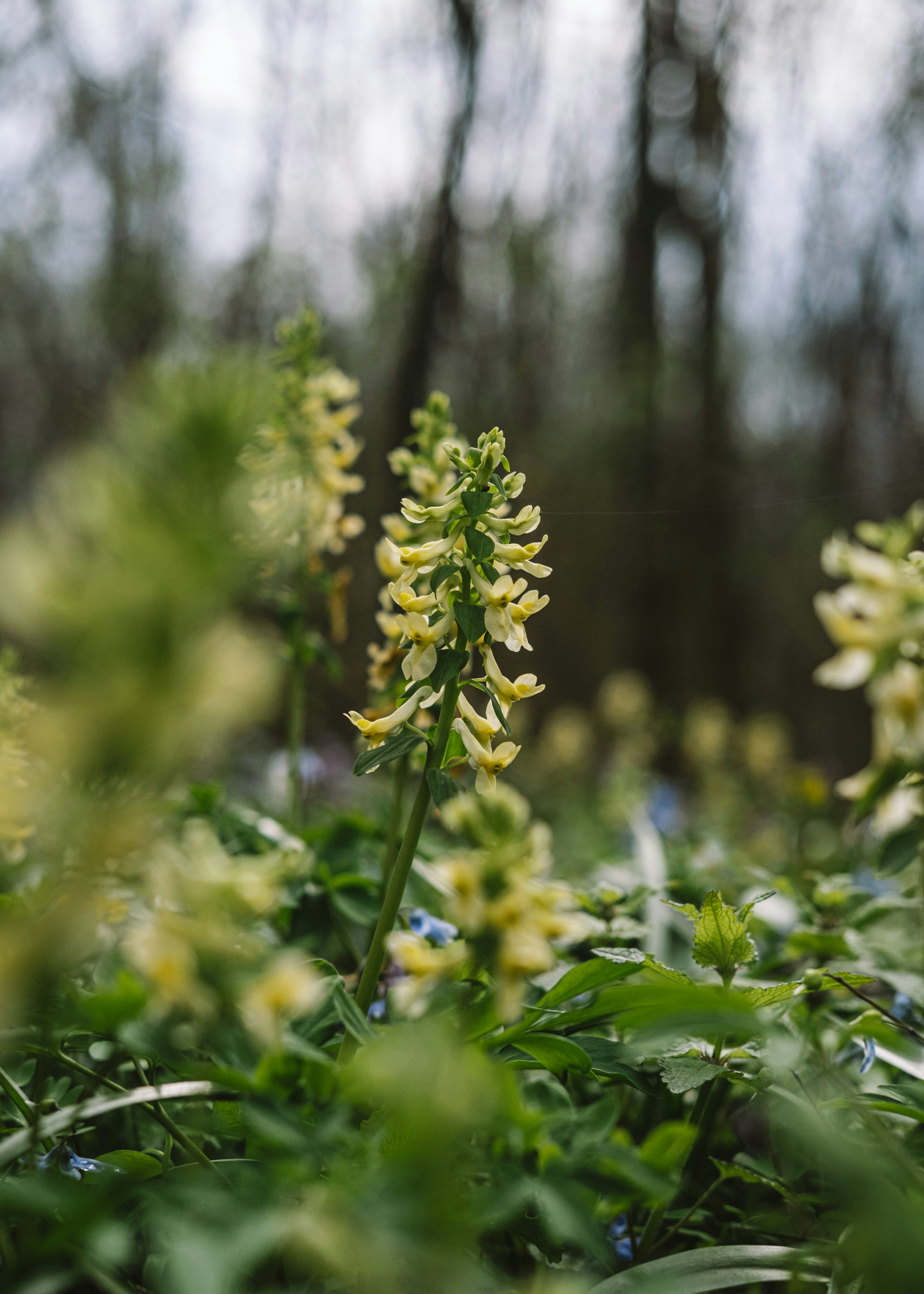 a bunch of flowers that are in the grass