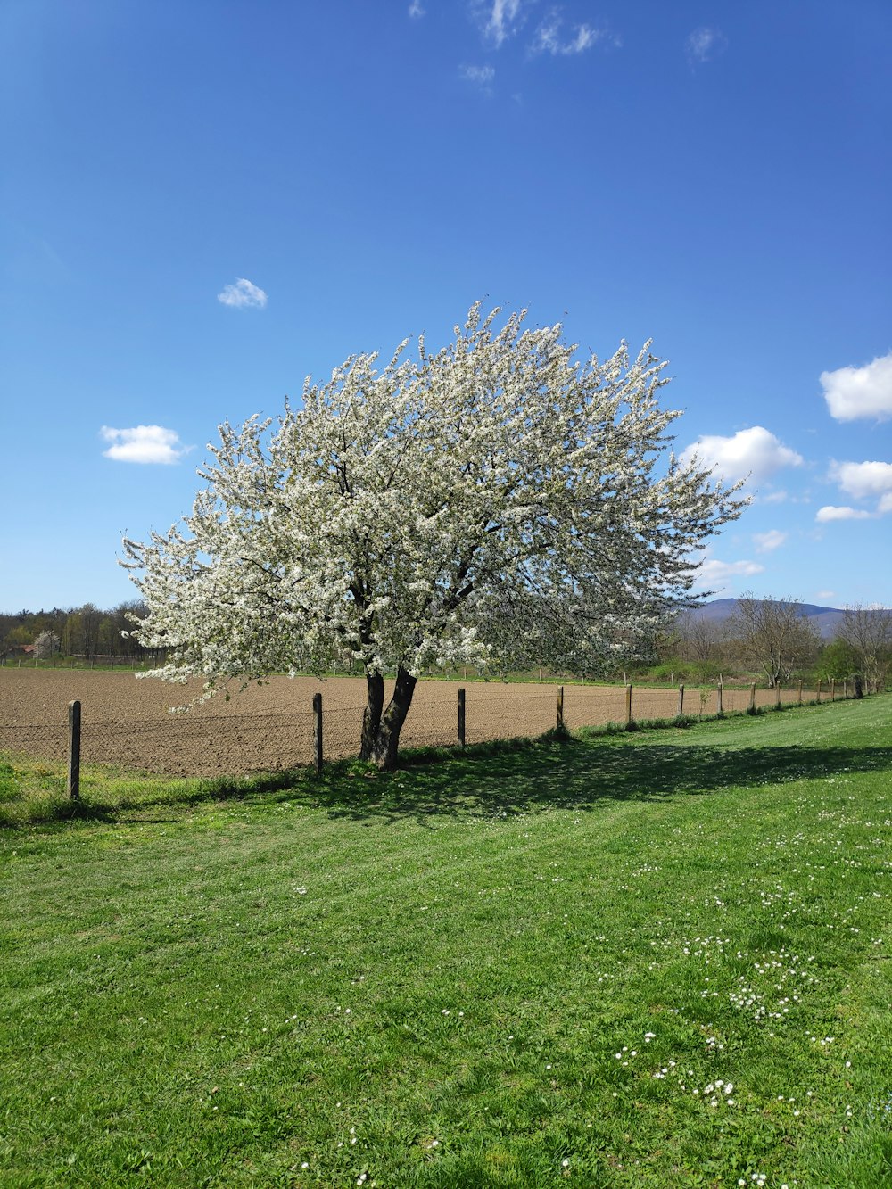 a tree in a field with a fence around it