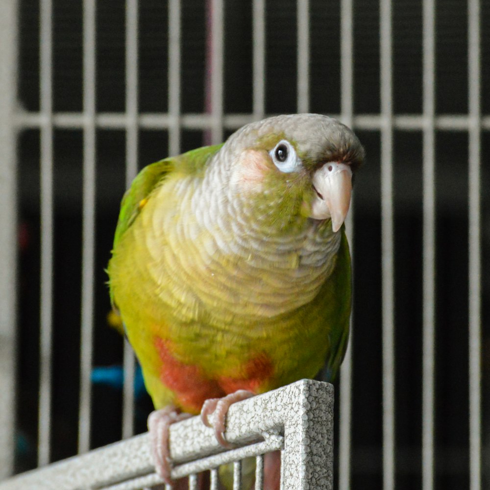 a green and yellow bird sitting on top of a cage
