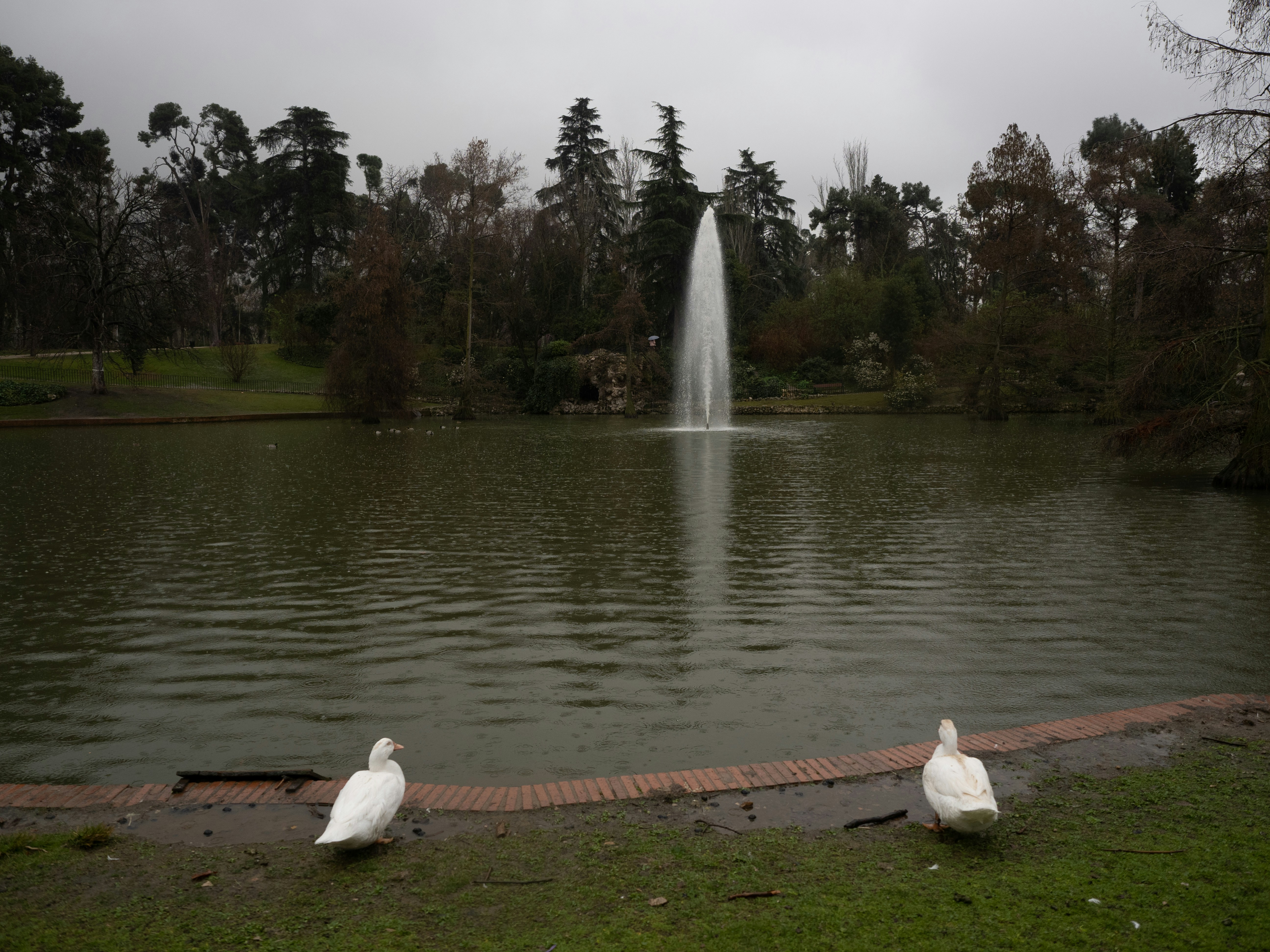 two white birds sitting on the ground near a lake