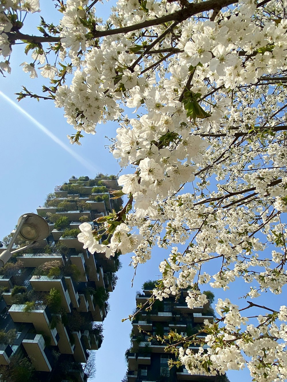 a tree with white flowers in front of a tall building