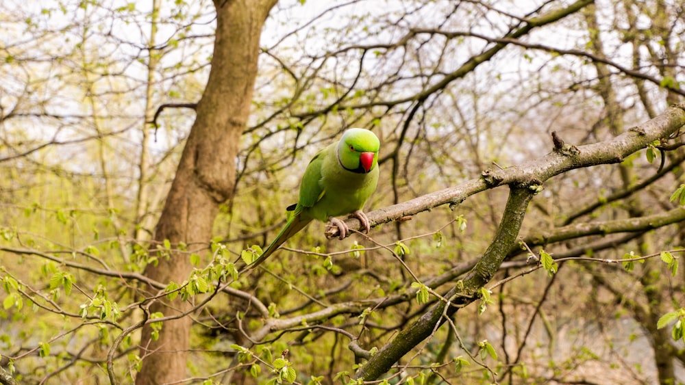 a green bird perched on a tree branch