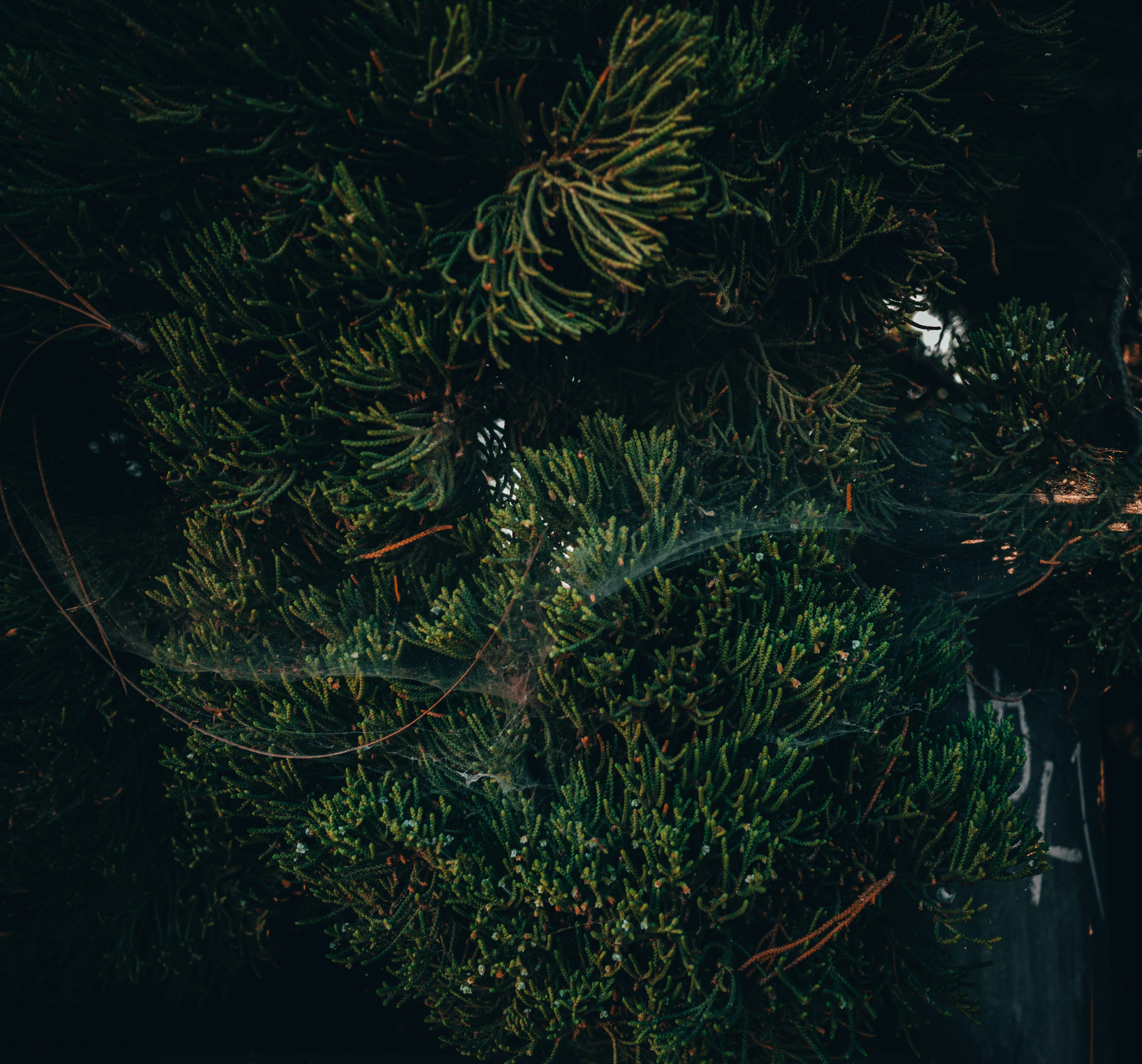 Photo by kingkonggeorge