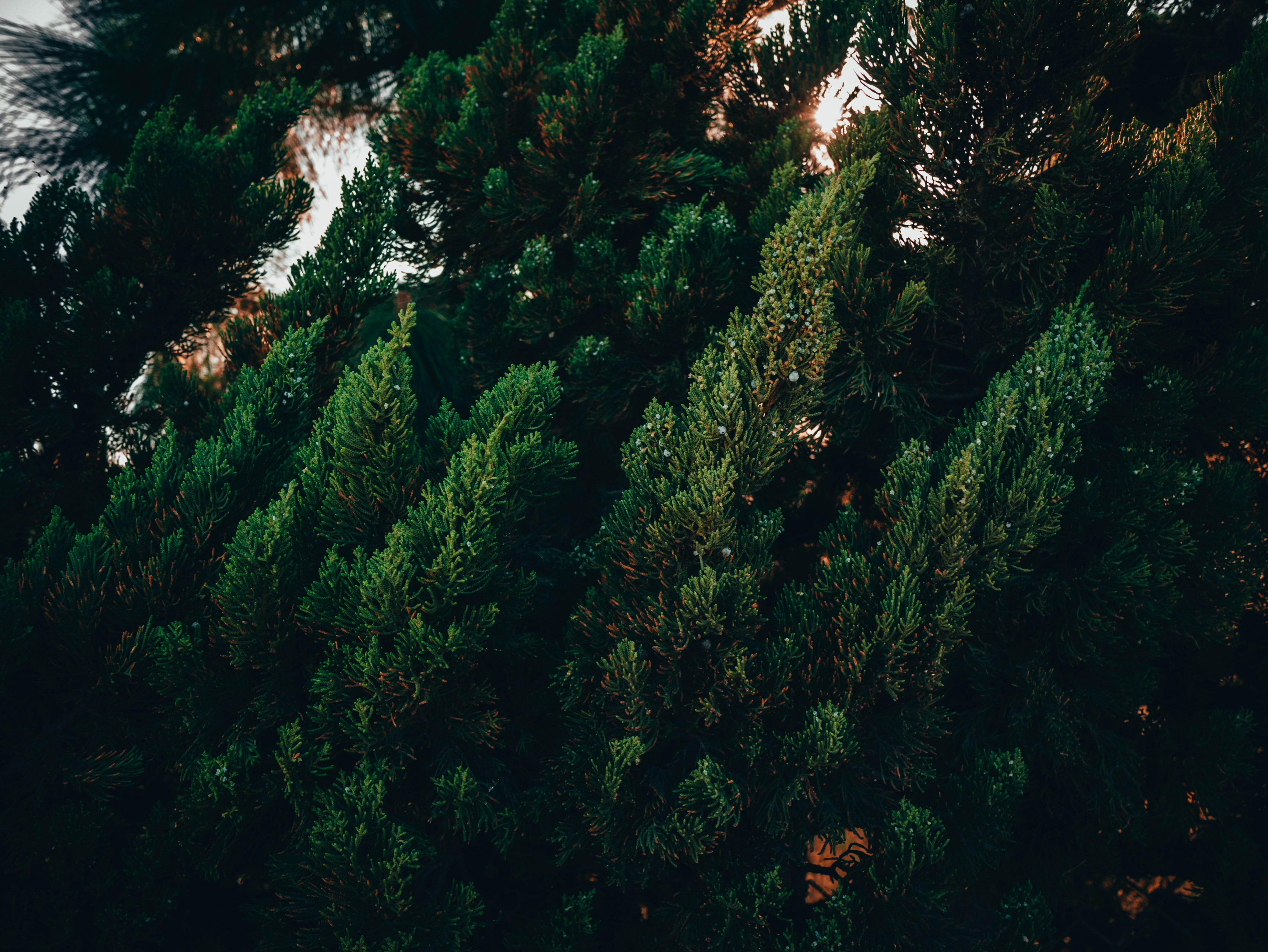 Photo by kingkonggeorge