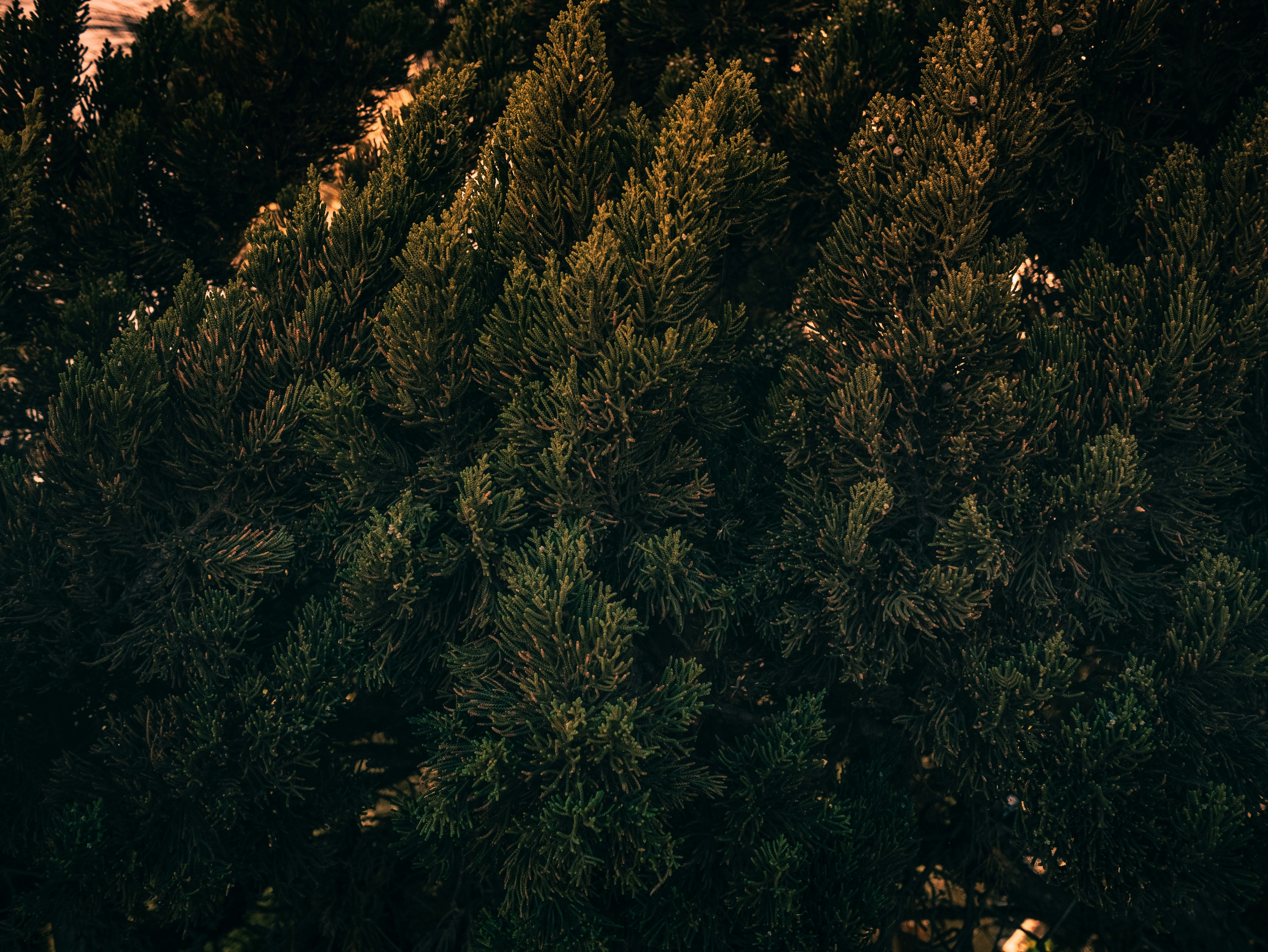 Photo by kingkonggeorge