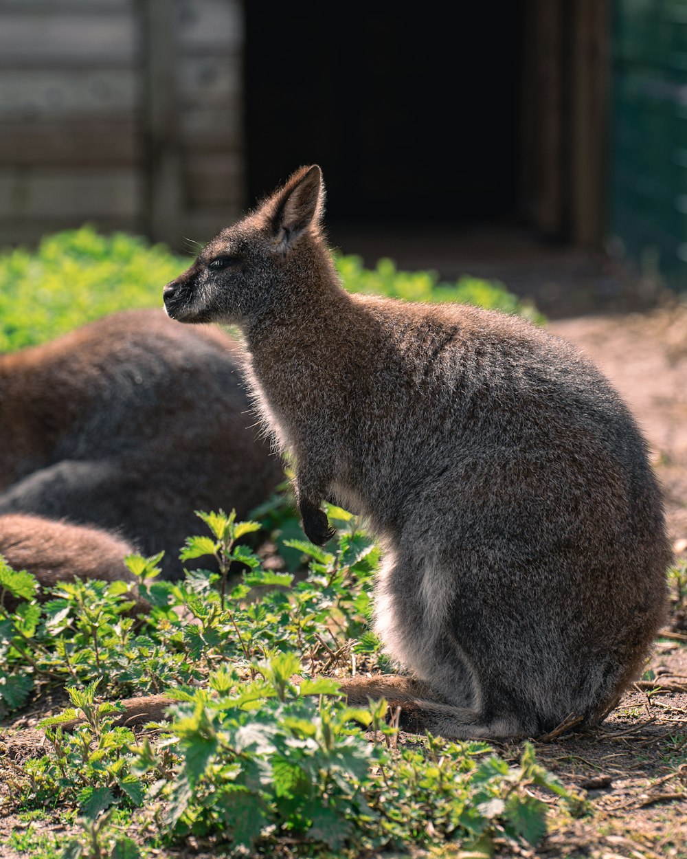 two kangaroos sitting in the grass near a building
