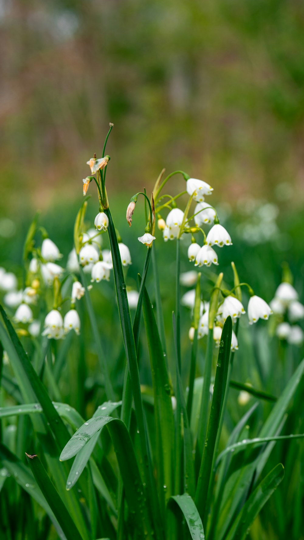 a bunch of flowers that are in the grass