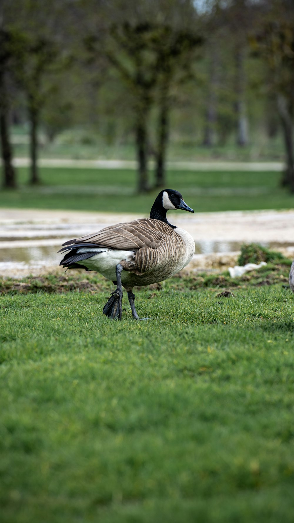 a couple of geese standing on top of a lush green field