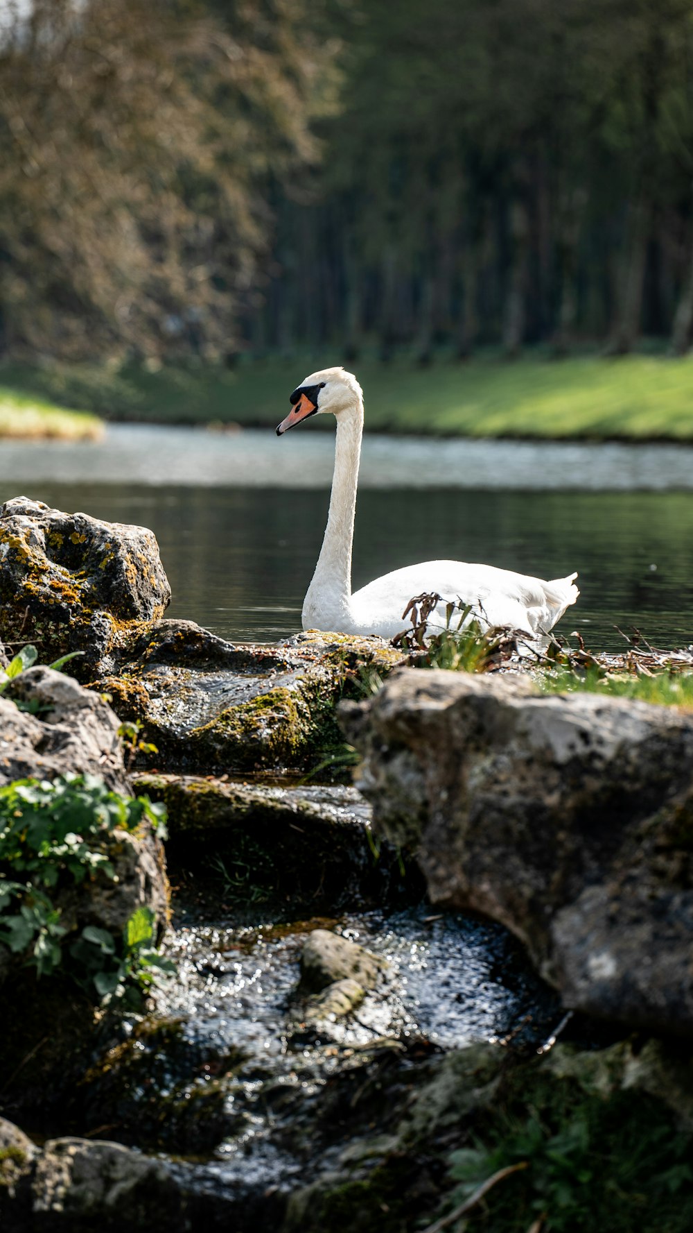 a white swan sitting on top of a lake next to a forest