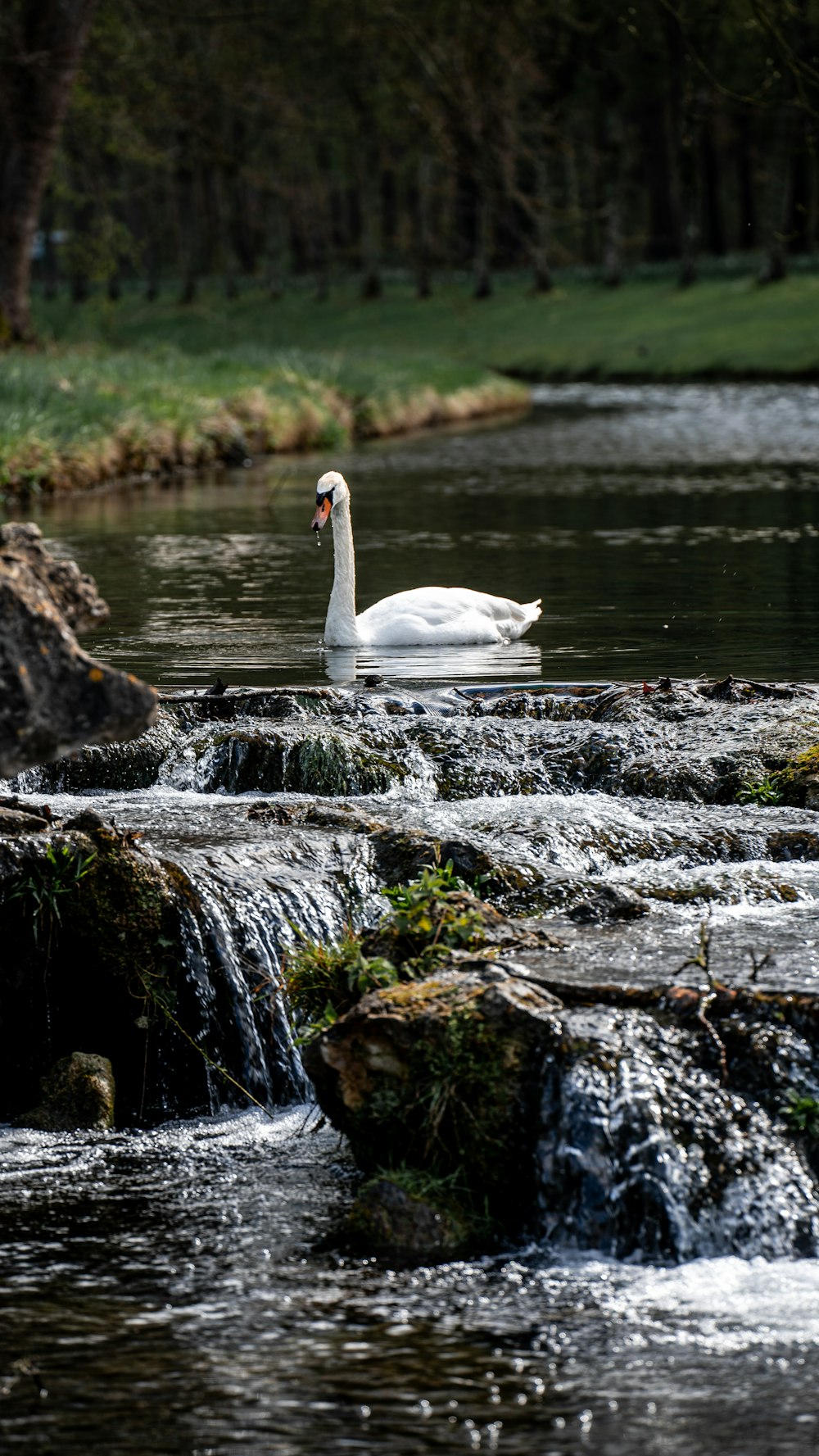 a white swan sitting on top of a river