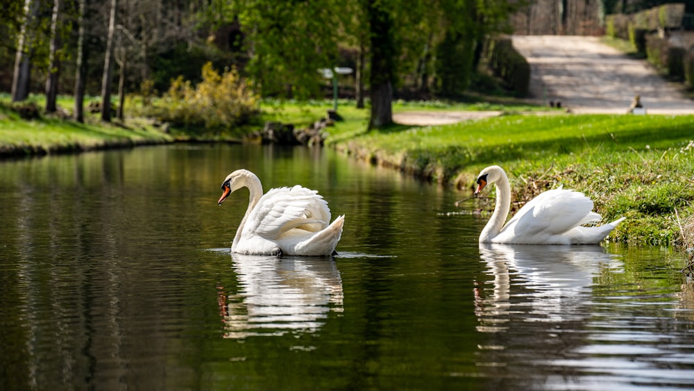 a couple of swans swimming in a lake