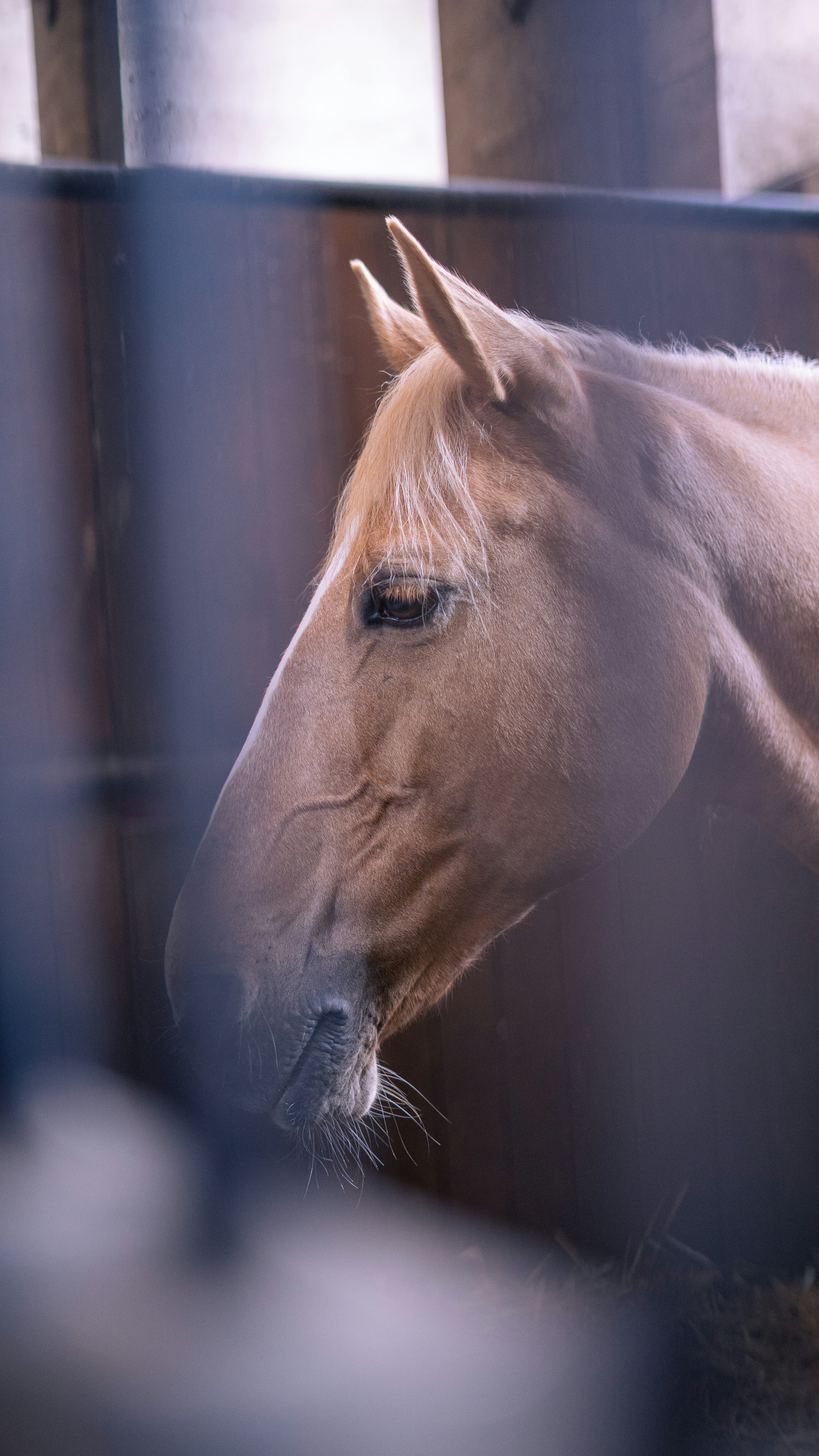 Beautiful chestnut horse standing in stable, calm and well-groomed, warm stable lighting