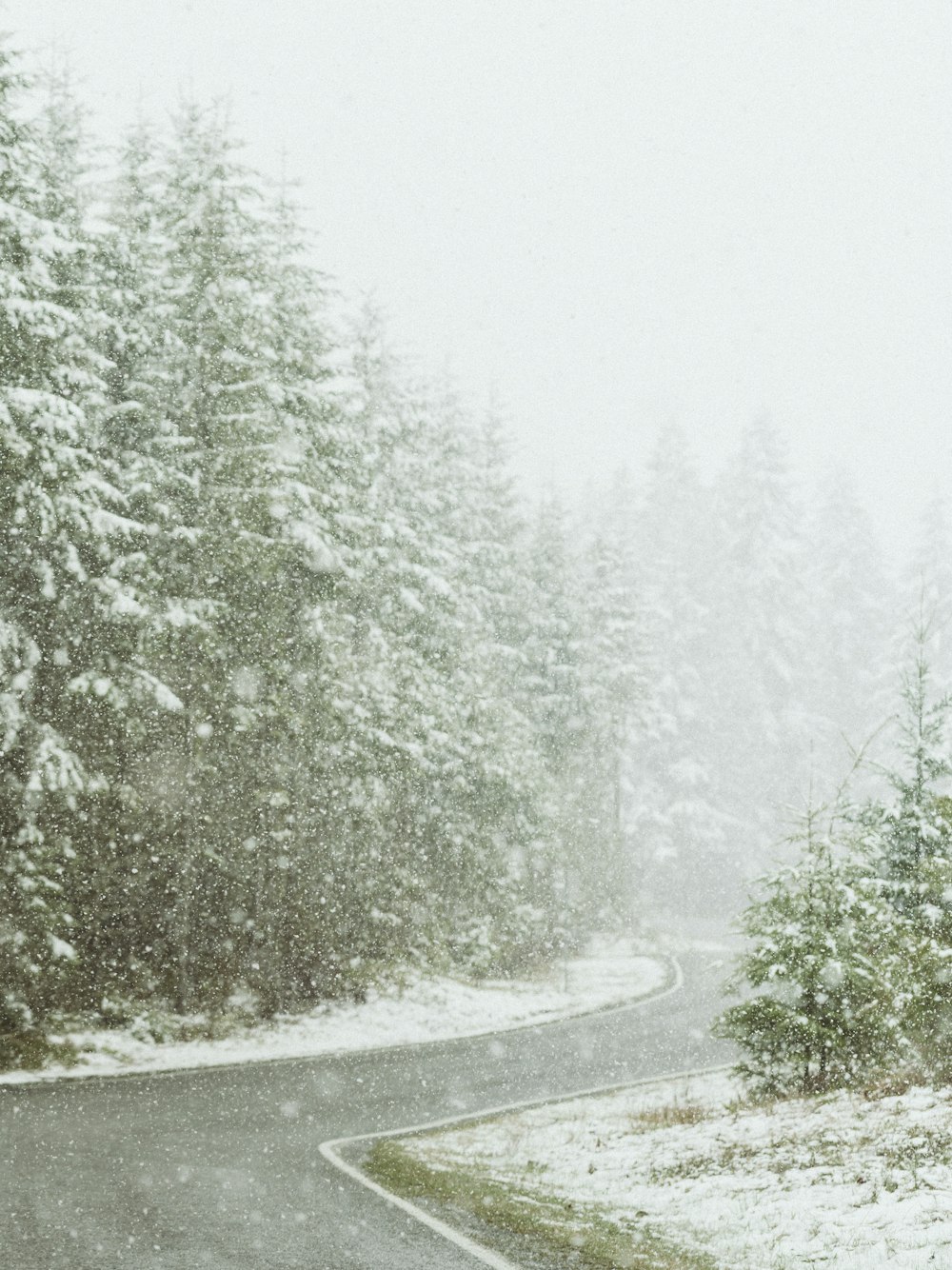 a road in the snow with trees on both sides