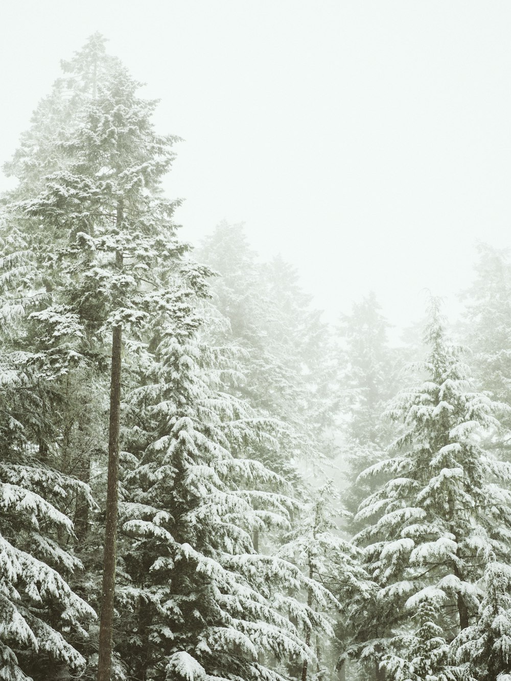 a snow covered forest filled with lots of trees