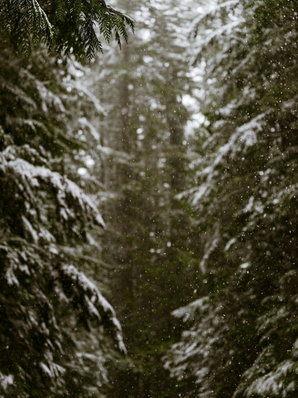 a snow covered forest filled with lots of trees