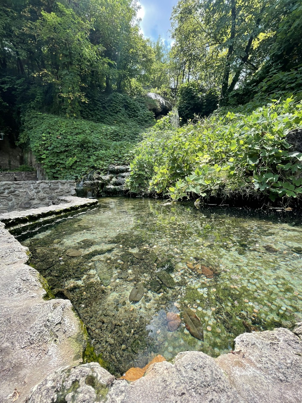 a river running through a lush green forest