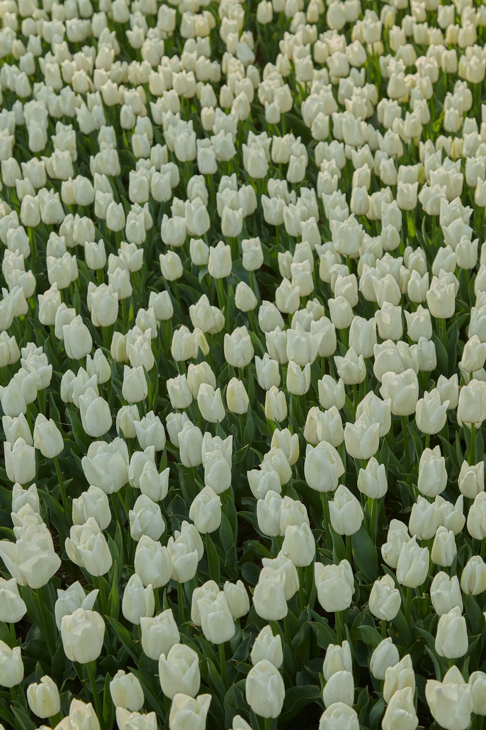 a field of white tulips in a garden