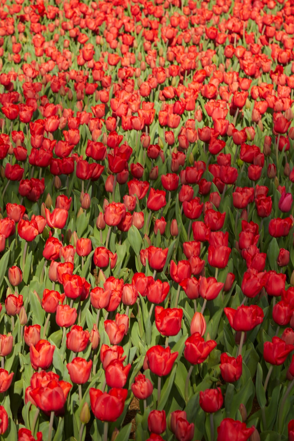 a field full of red tulips with green leaves