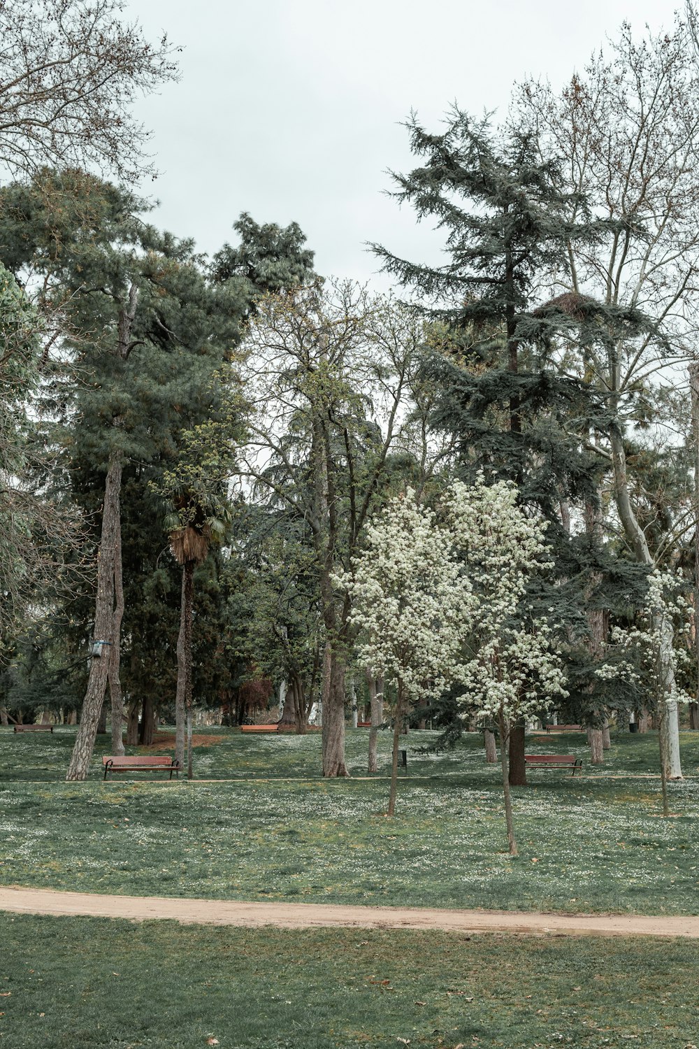 a park with trees and a bench in the middle of it