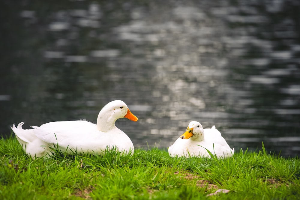 a couple of ducks sitting on top of a lush green field