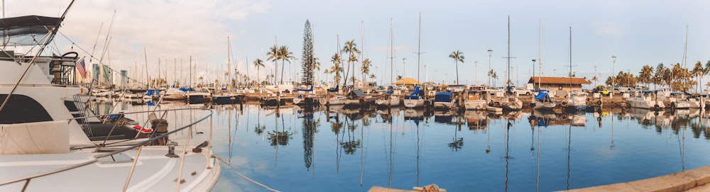 a marina filled with lots of boats and palm trees