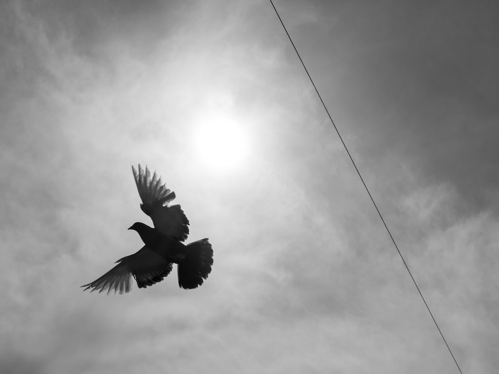Une photo en noir et blanc d’un oiseau volant dans le ciel