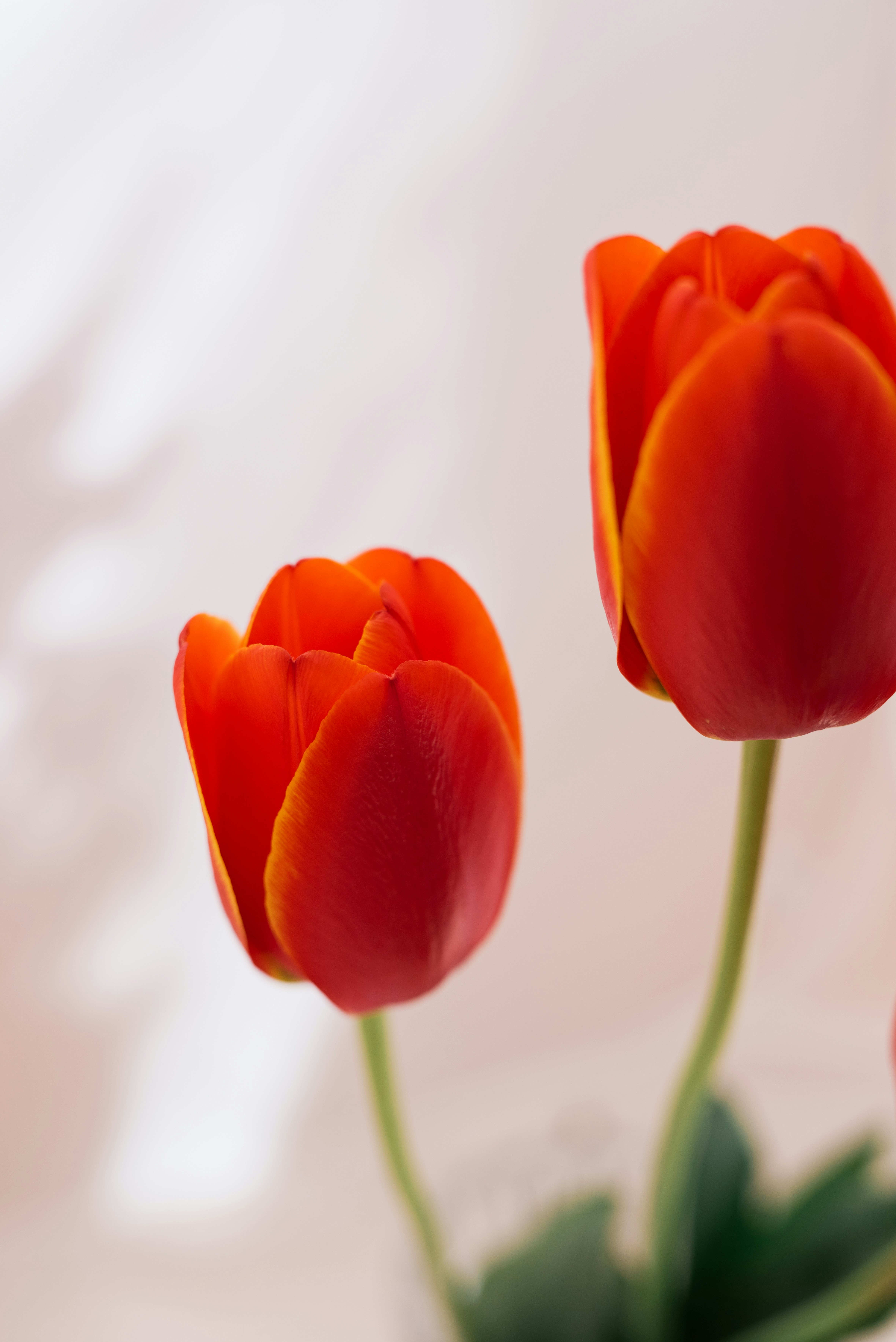 Photo by lauraadaiphoto