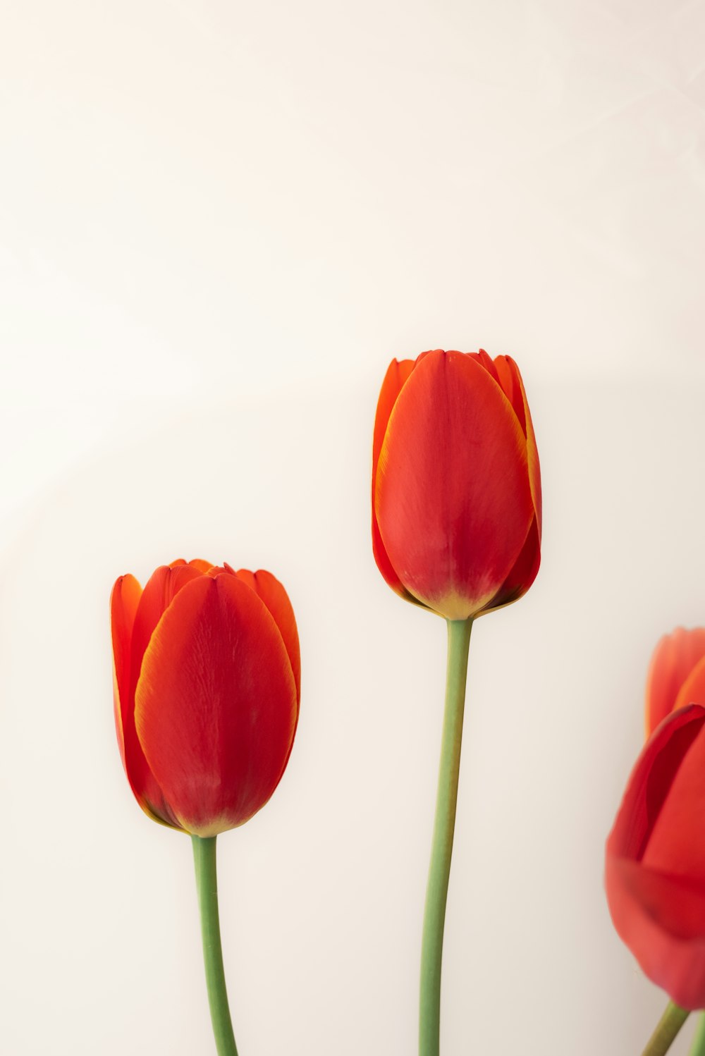 three red flowers in a vase on a table