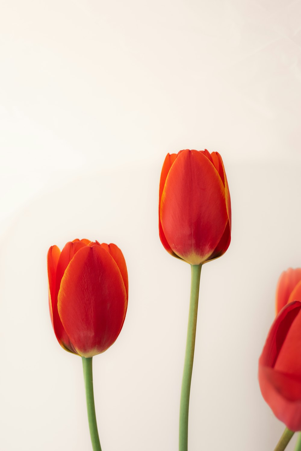três flores vermelhas em um vaso em uma mesa