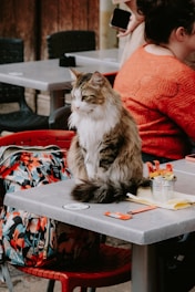 A fluffy cat is sitting on a grey table in what seems to be a cafe or outdoor seating area. Next to the cat is a tin container with sugar packets and napkins. A colorful backpack with a floral pattern is on a red chair beside the table. A person in an orange sweater is seated at the adjoining table, partially turned away, holding a phone.