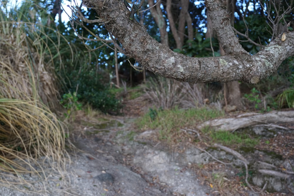 a bear that is standing in the dirt