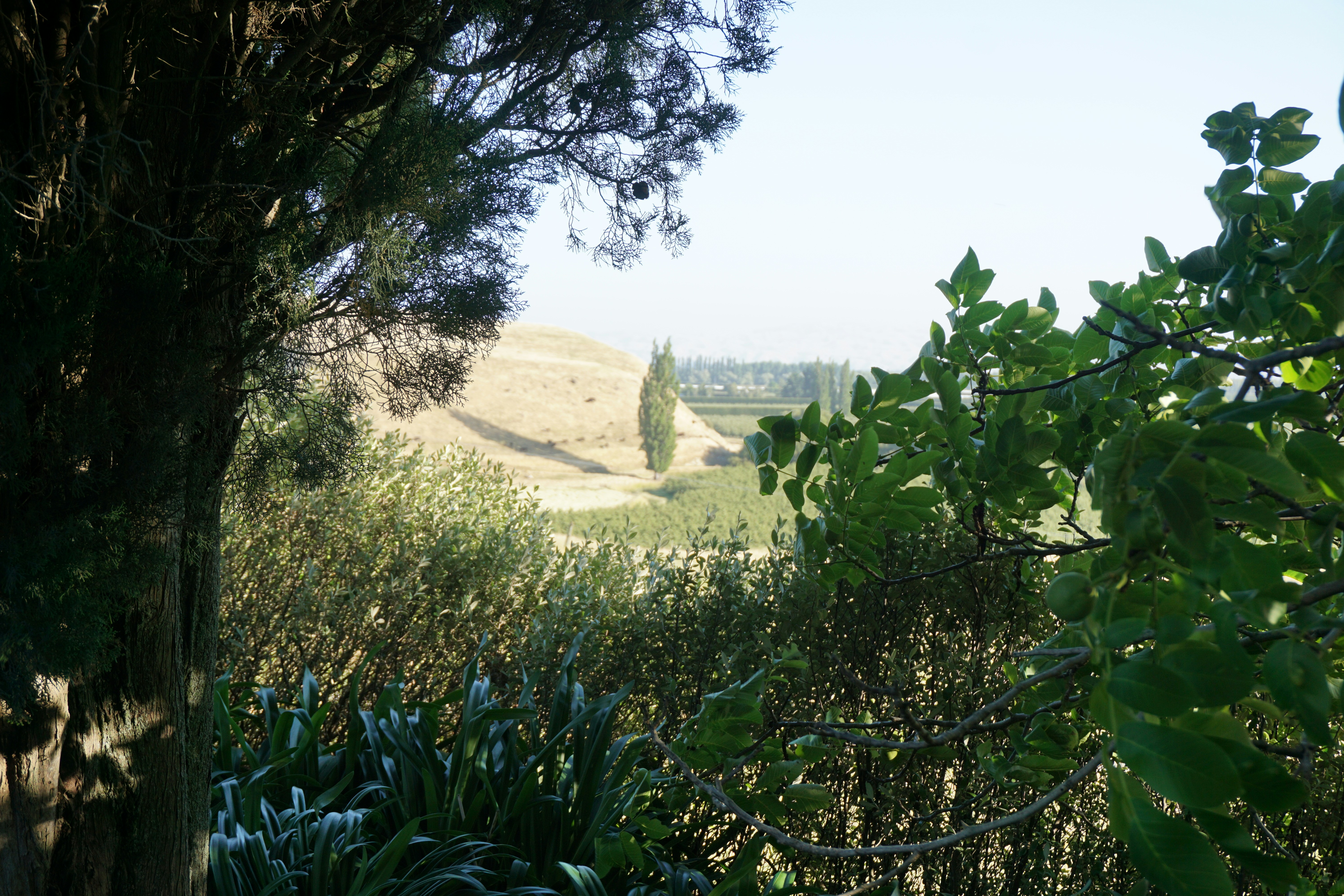 a view of a field through some trees