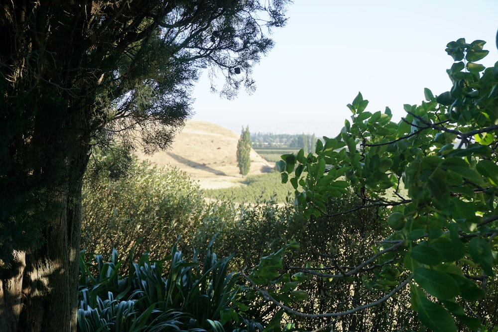 a view of a field through some trees