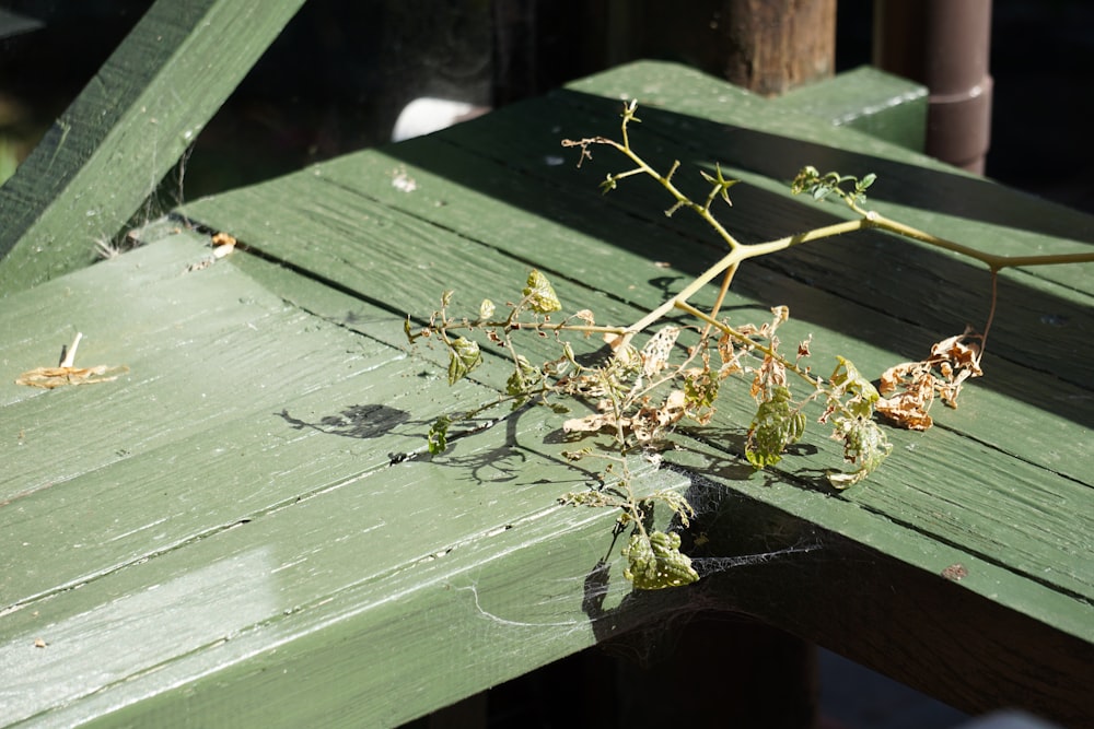 a close up of a bench with a plant growing on it