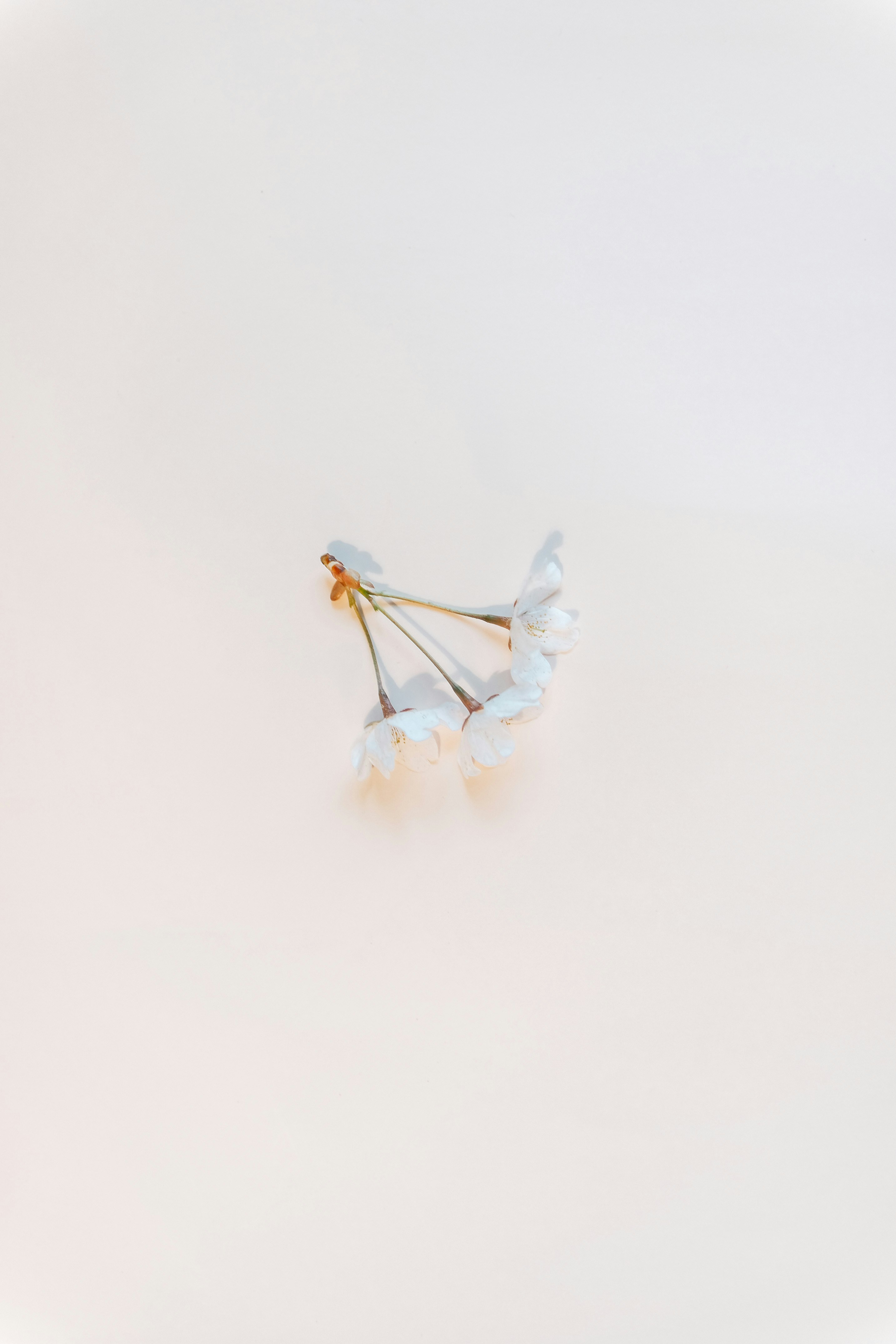 Photo by insungpandora