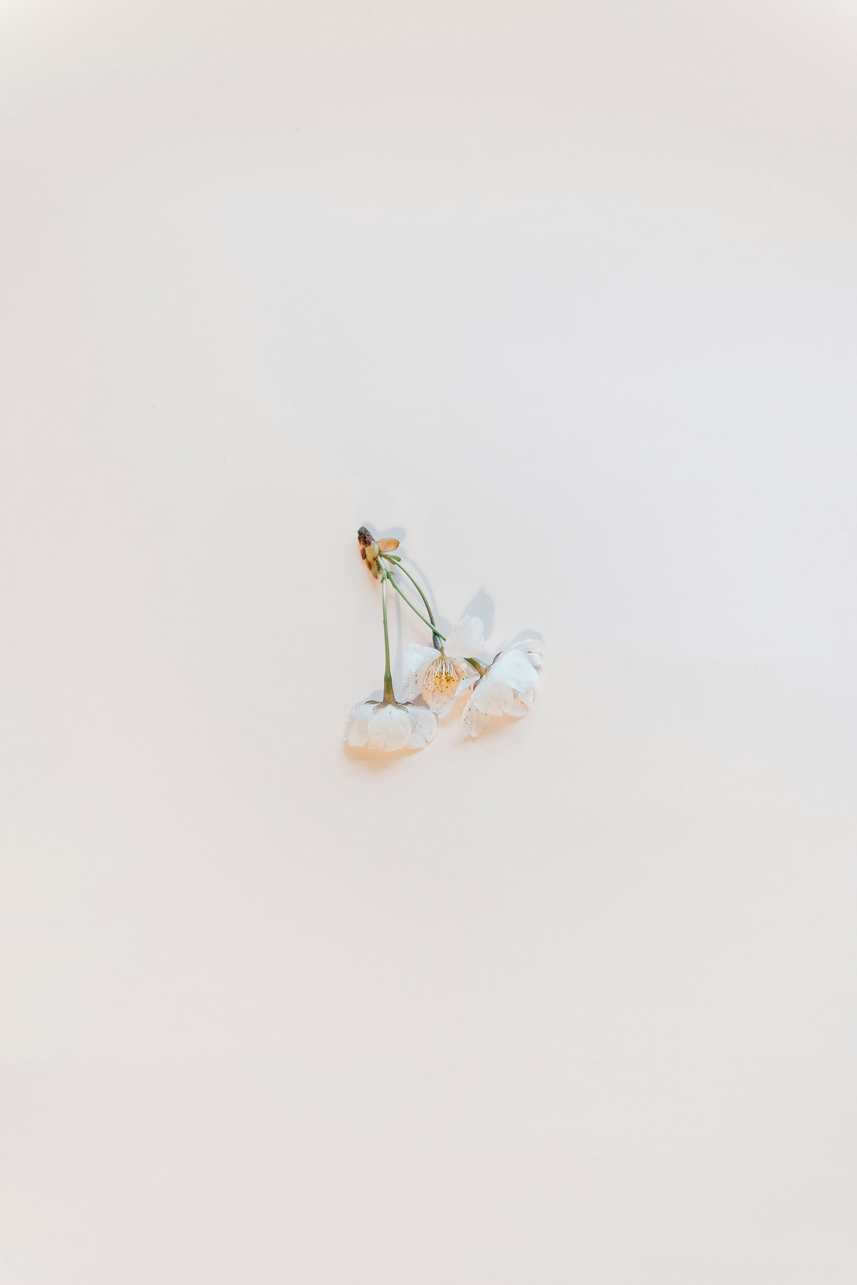 Photo by insungpandora