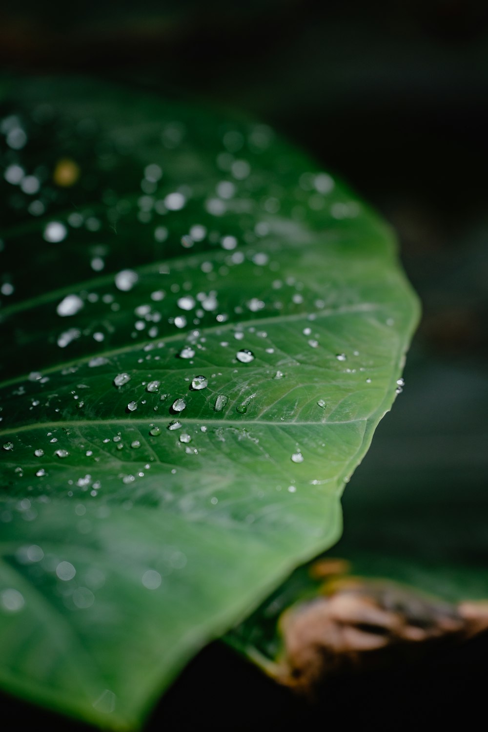 a green leaf with water droplets on it