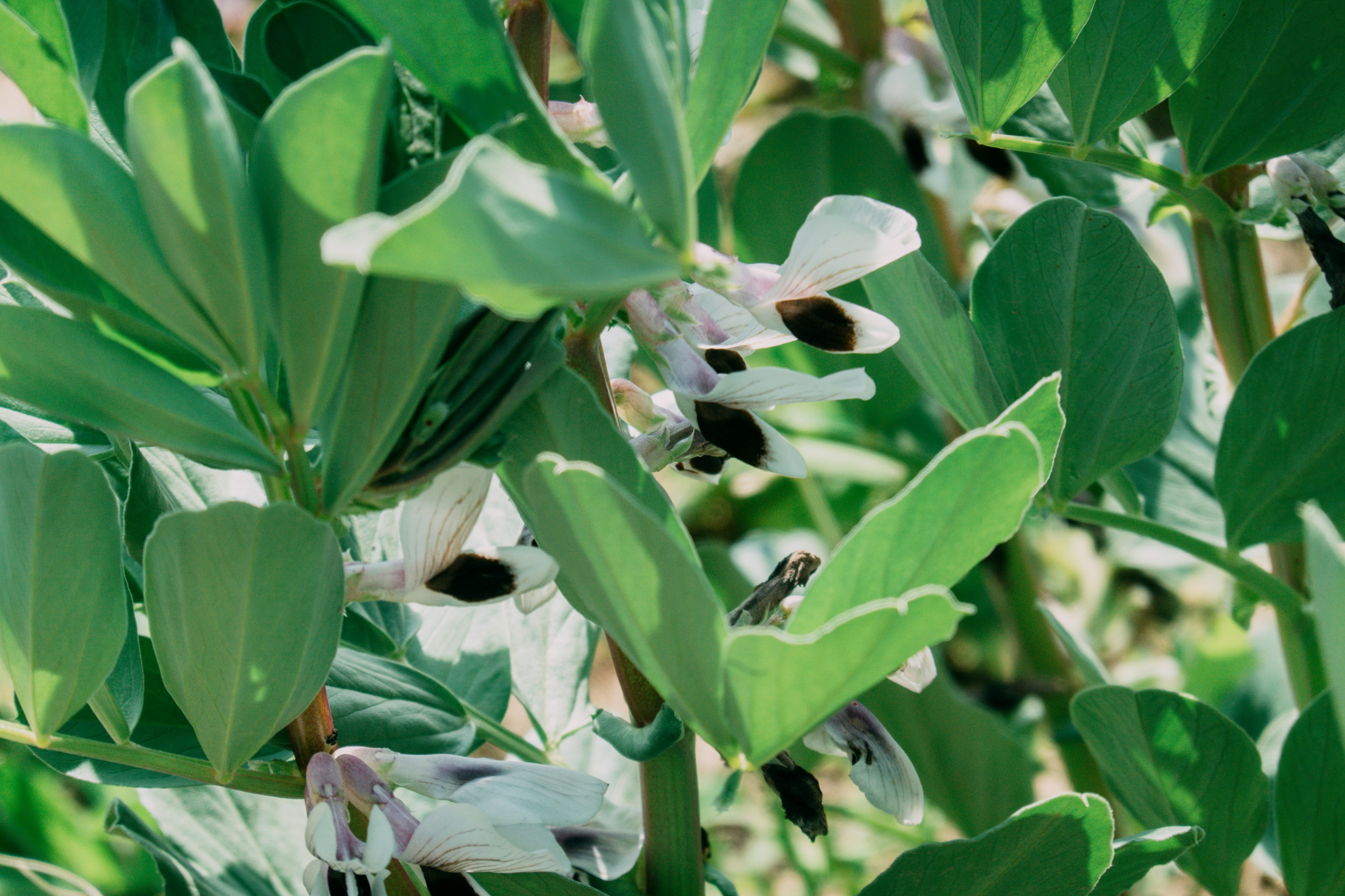 a close up of a plant with leaves and flowers