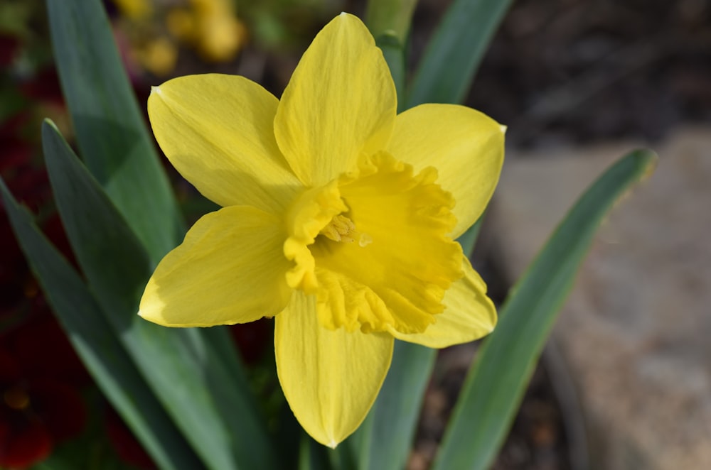 a close up of a yellow flower with green leaves