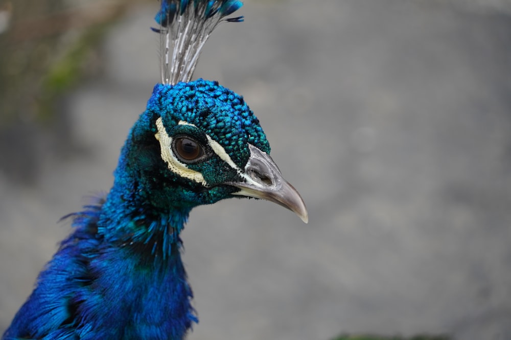 a close up of a peacock with a blue head