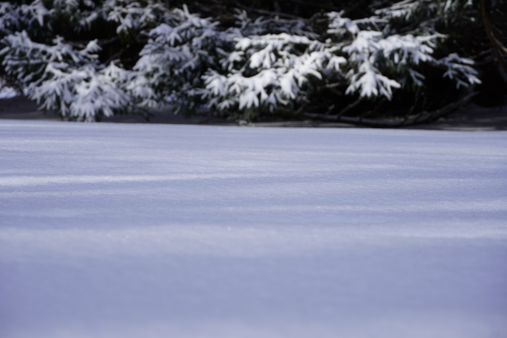 a snow covered field with trees in the background