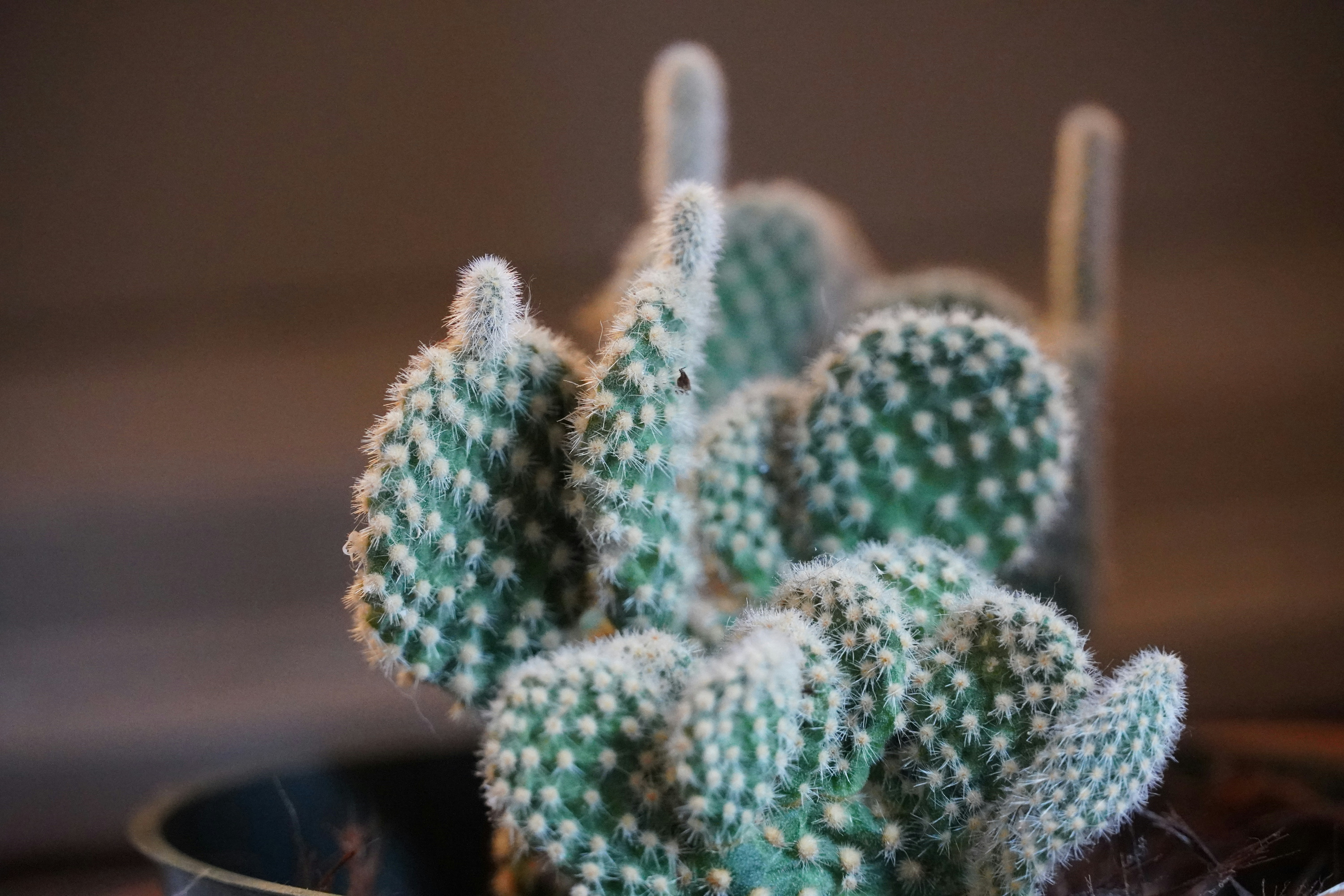 Photo by calecrunchy